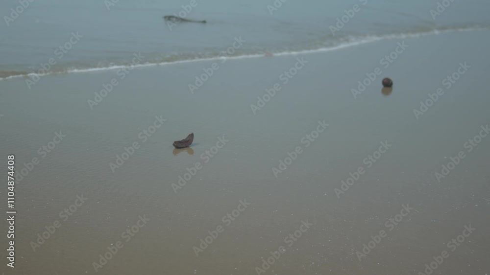 Poster waves gently approach a calm sandy shore with two small shells visible in soft focus.
