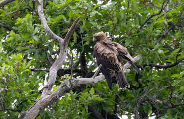 Booted Eagle in a natural habitat