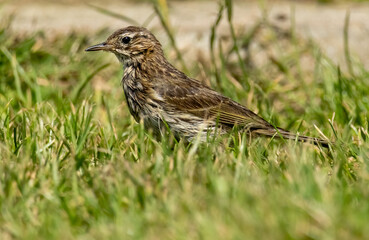 Meadow Pipit (Anthus pratensis) sitting on stone in meadow