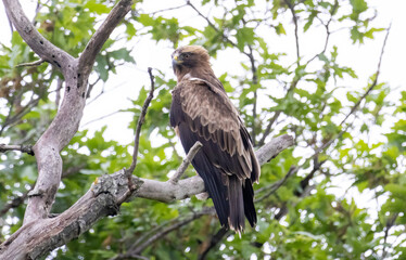Booted Eagle in a natural habitat