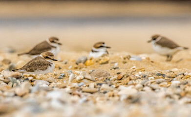Kentish Plover (Charadrius alexandrinus) in a natural habitat