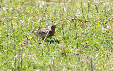 Red-breasted Pipit (Anthus cervinus) in a natural habitat