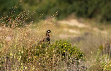 Black Francolin (Francolinus francolinus) in a natural habitat