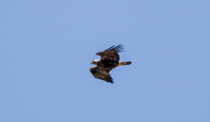 Eastern Imperial eagle on feeding station