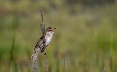 Great Reed Warbler (Acrocephalus arundinaceus) sitting on stick