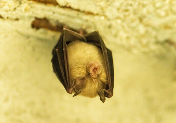 A group of bats sitting in the day under bridge