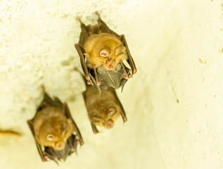 A group of bats sitting in the day under bridge