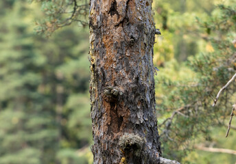 Stump of Pine tree in to the forest