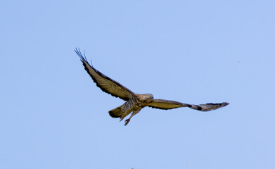 Honey-buzzard (Pernis apivorus) in natural habitat