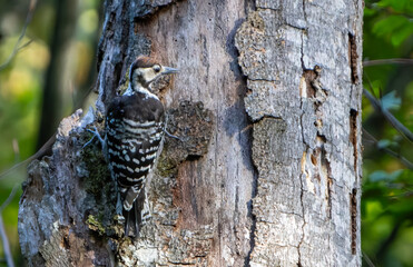 Fototapeta premium White-backed woodpecker on a tree