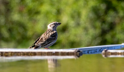 Rock Sparrow (Petronia petronia) in natural habitat