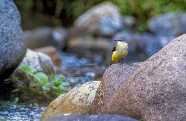 Gray Wagtail (Motacilla cinerea) in a natural habitat