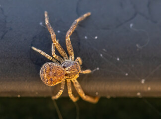 Curious jumping spider close up