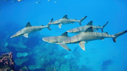 Obraz premium Graceful Sharks Swimming in Vibrant Blue Ocean Waters, Perfect for Marine Life Enthusiasts and Wall Art