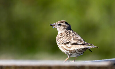 Rock Sparrow (Petronia petronia) in natural habitat