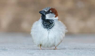 House sparrow in the backyard