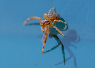 Curious jumping spider close up