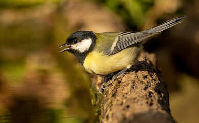 Great tit drink water and sitting on branch