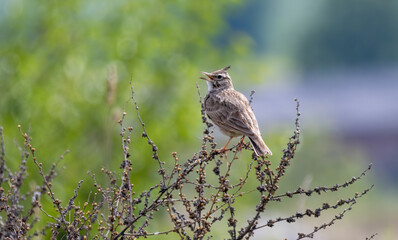 Crested Lark sitting in natural habitat
