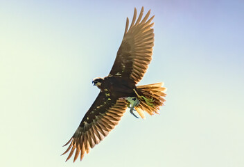 Male Marsh Harrier flying with a prey