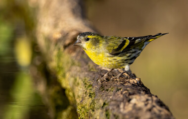 European Siskin bird in natural habitat