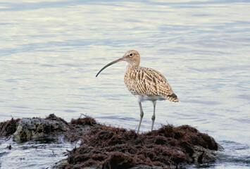 Eurasian Curlew (Numenius arquata) in natural habitat