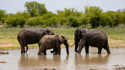 Obraz premium big bull elephants in the waterhole