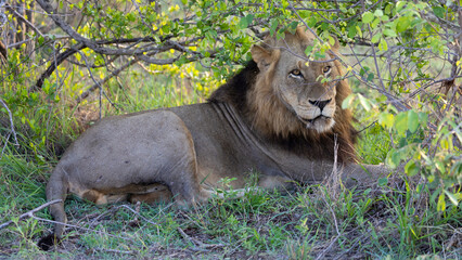 a large mature male lion in the wild