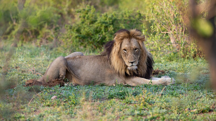Naklejka premium a large mature male lion in the wild