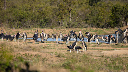 a large gathering of Marabou storks