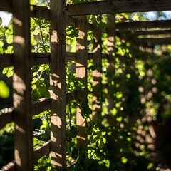 Intricate shadows of a vegetable trellis in the garden nature's play of light and form