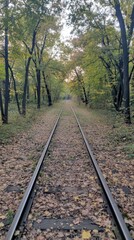 Obraz premium Serene autumnal scene of railway tracks disappearing into a leafy forest, bathed in soft sunlight. Perfect for travel, nature, or contemplative themes.