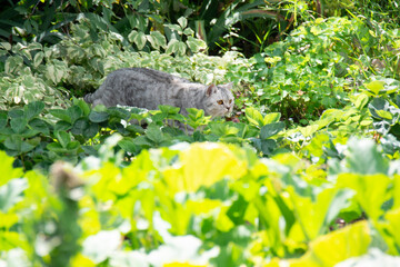 Grey British cat sneaking in green grass