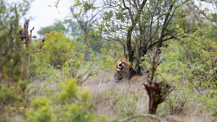 a mature black manned lion