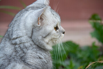 Close-up of the muzzle of a grey British cat. Side view.