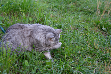 Grey British cat washes its face with its paw