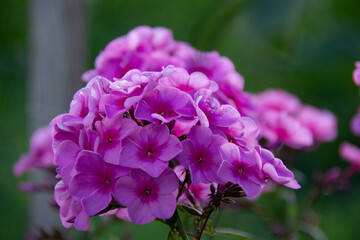 Beautiful pink phlox inflorescence close-up