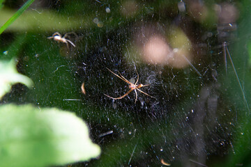 Spider weaves a web. Dark background.