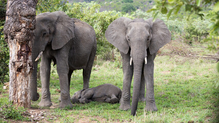 African elephant calf sleeping between two cows