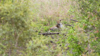a young leopard laying in green grass