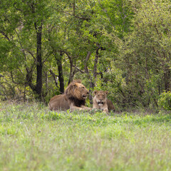 a mating pair of lions together