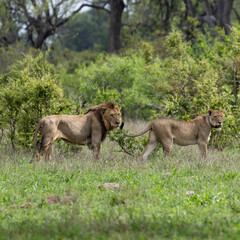 Naklejka premium a mating pair of lions together