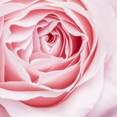Pink pale rose flower petals, soft focus. Macro flowers backdrop