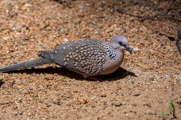 Spotted dove