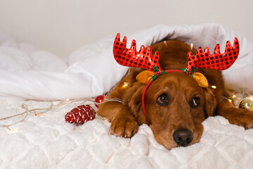 Banner with a Golden Retriever dog lying in bed under a white blanket with a deer antler headband....