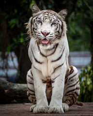 white bengal tiger