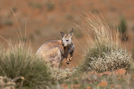 A Euro, also called a common wallaroo, is one of the many species of kangaroo in Australia, and this one is looking over its shoulder as it grazes amongst the spinifex grass in the Flinders Ranges.