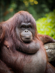 Borneo orangutan 