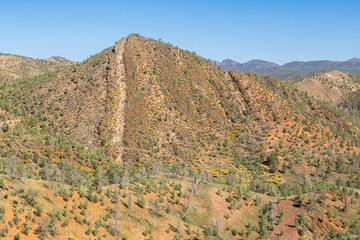 Razorback hill with its nearly vertically sloped rock layers as seen from Razorback lookout on Bunyeroo valley scenic drive in the foothills of Wilpena Pound in the Flinders Ranges in South Australia.