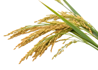 ear of rice isolated on white background as transparent. PNG. AI GENERATED